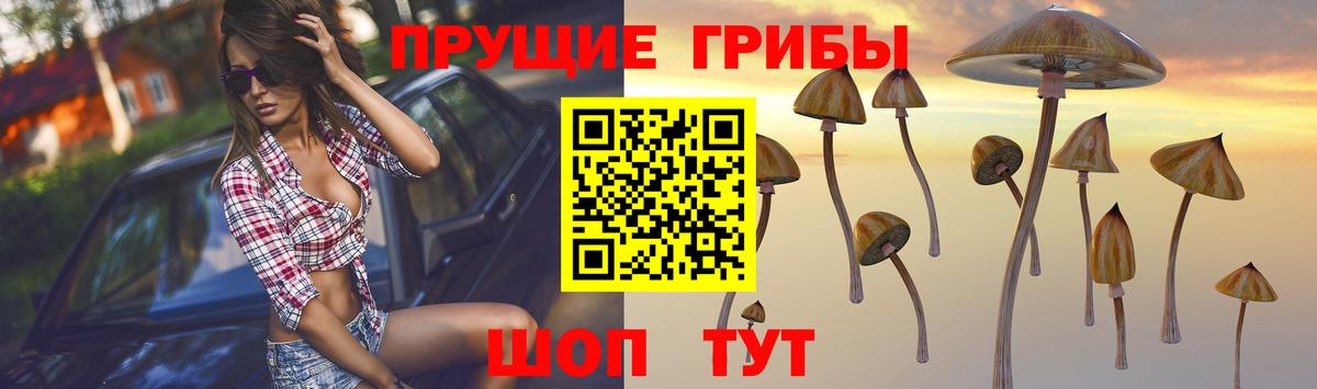 Касимов  Галлюциногенные грибы Psilocybine cubensis  Вход с VPN 